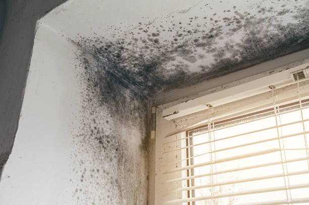 Affordable Mold Remediation solutions in Brightwaters, NY